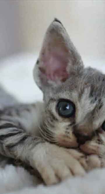 received_4101980093418166