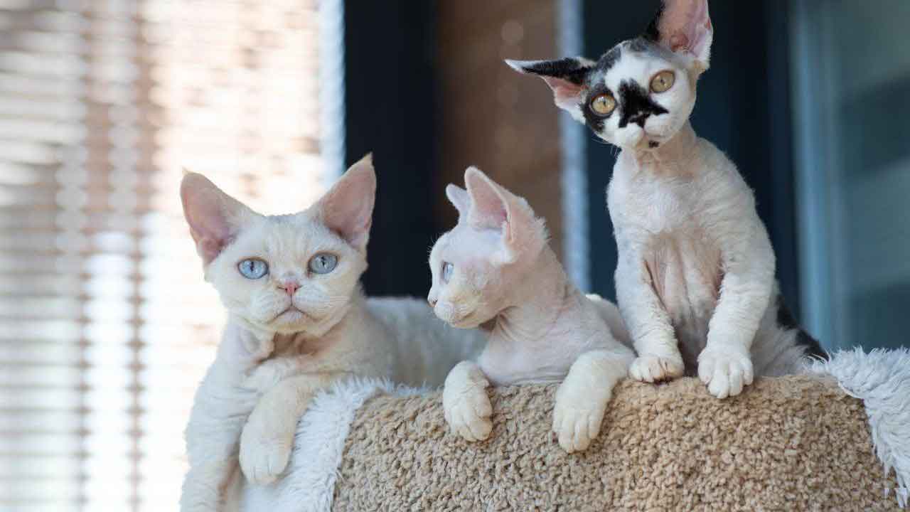 532954914_3651879231609661_8505588345897266228_n