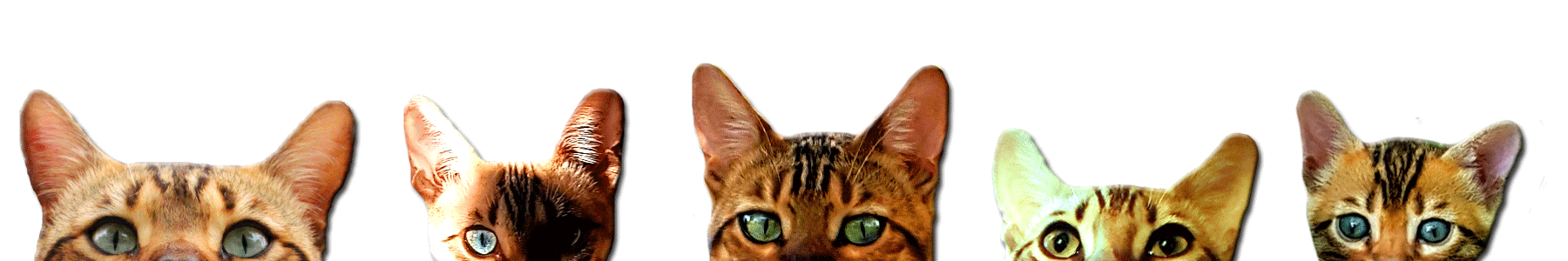 chaton devon rex