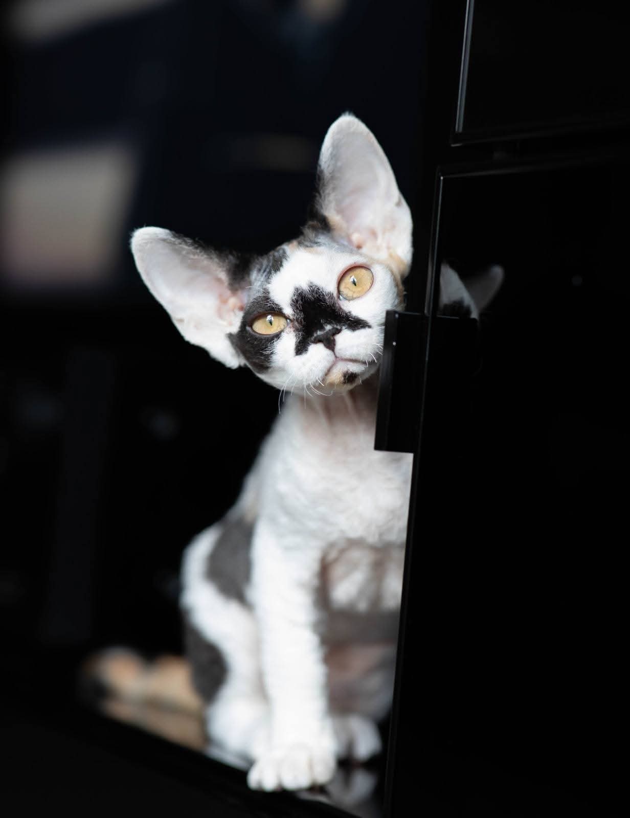 devon rex