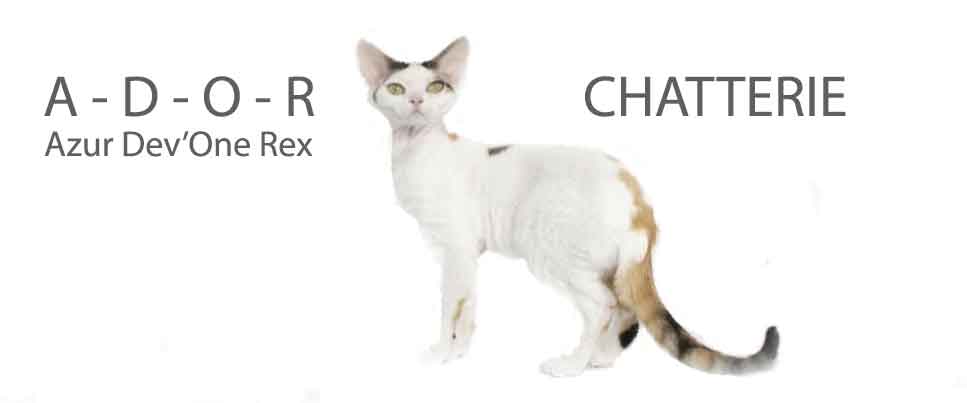 devon rex