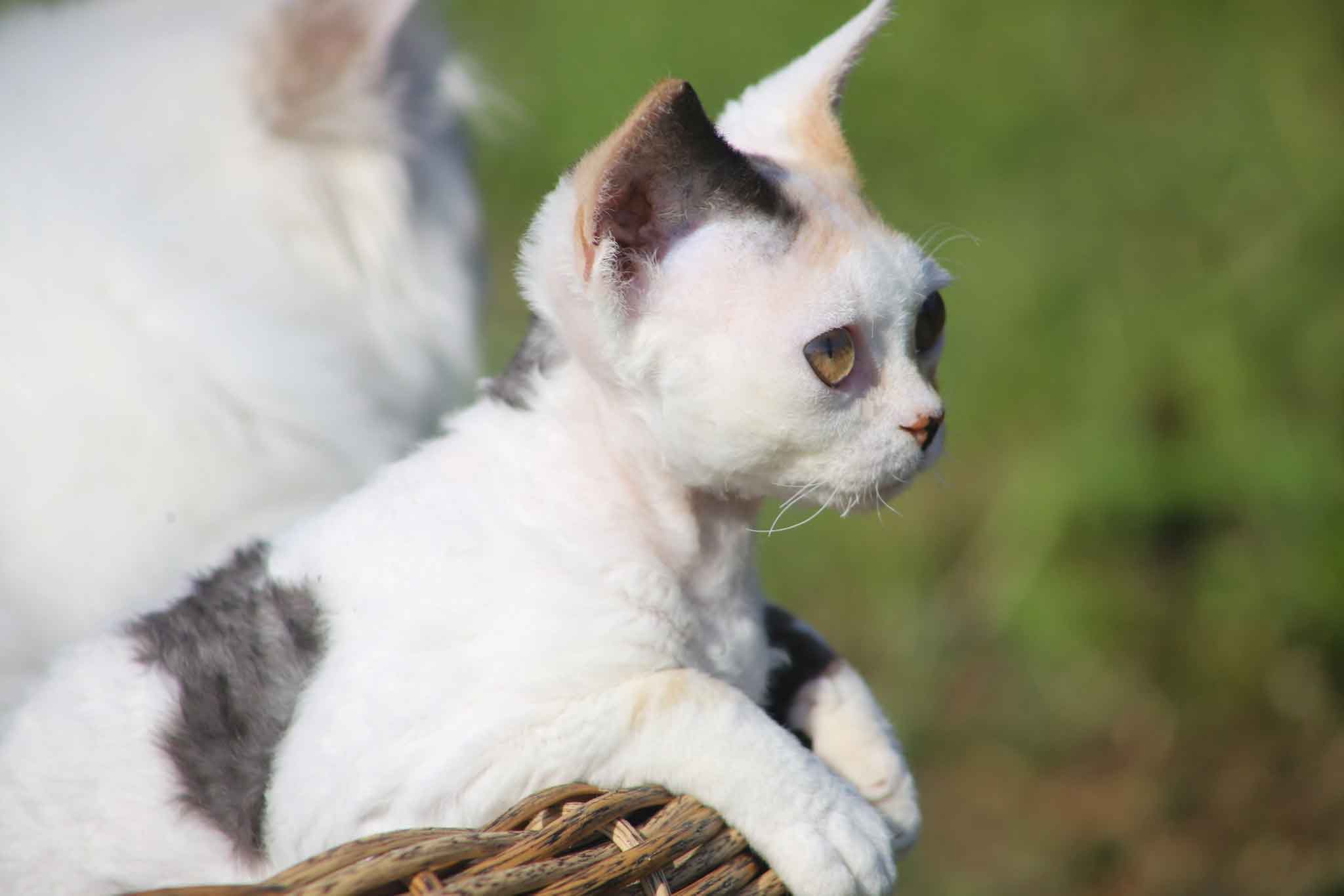Devon rex