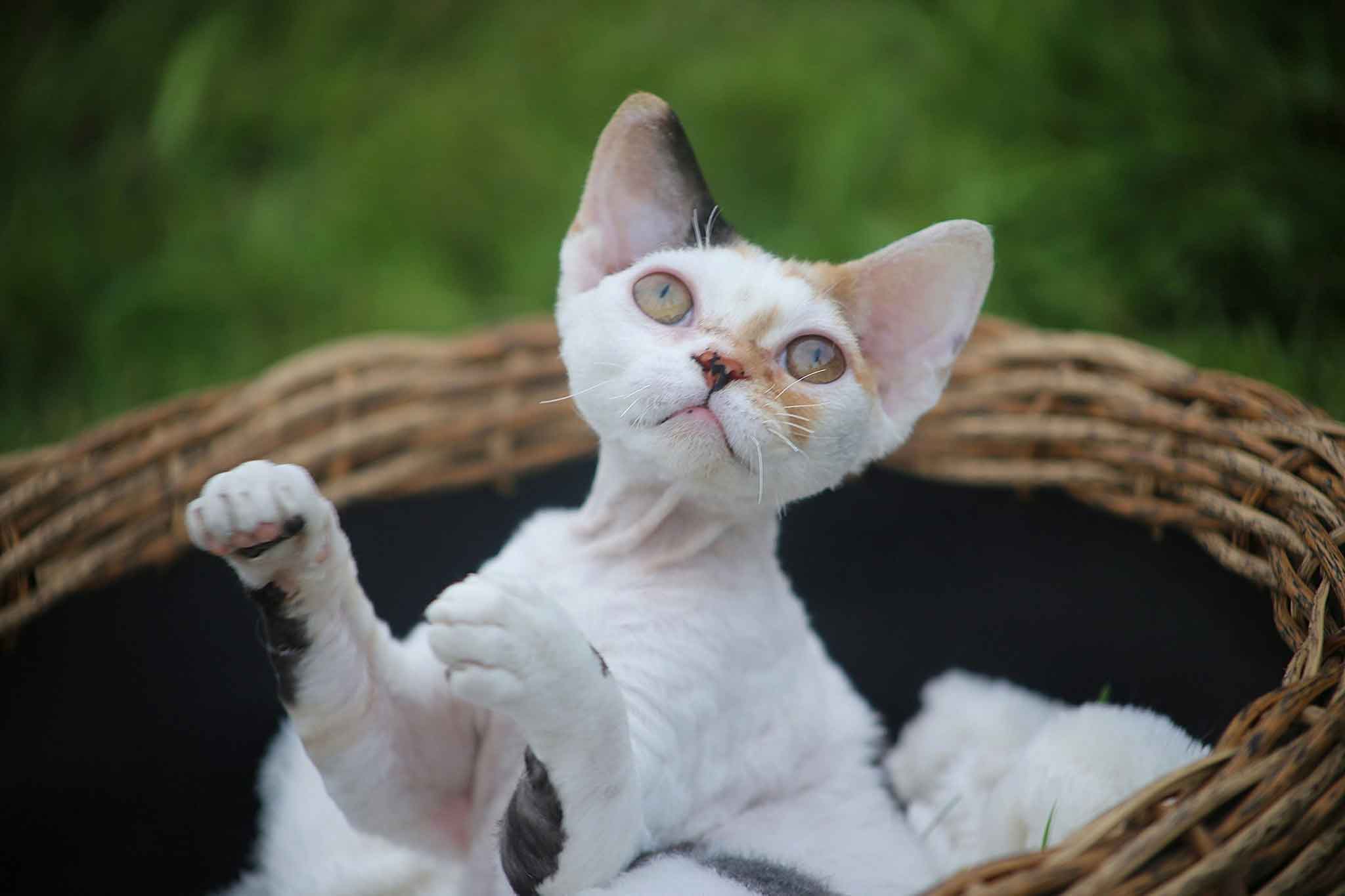 Devon rex