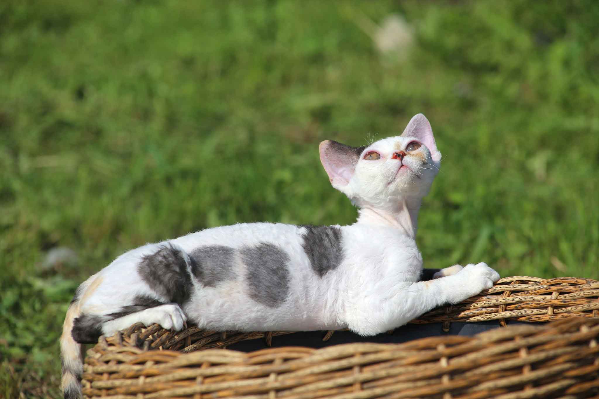 devon rex