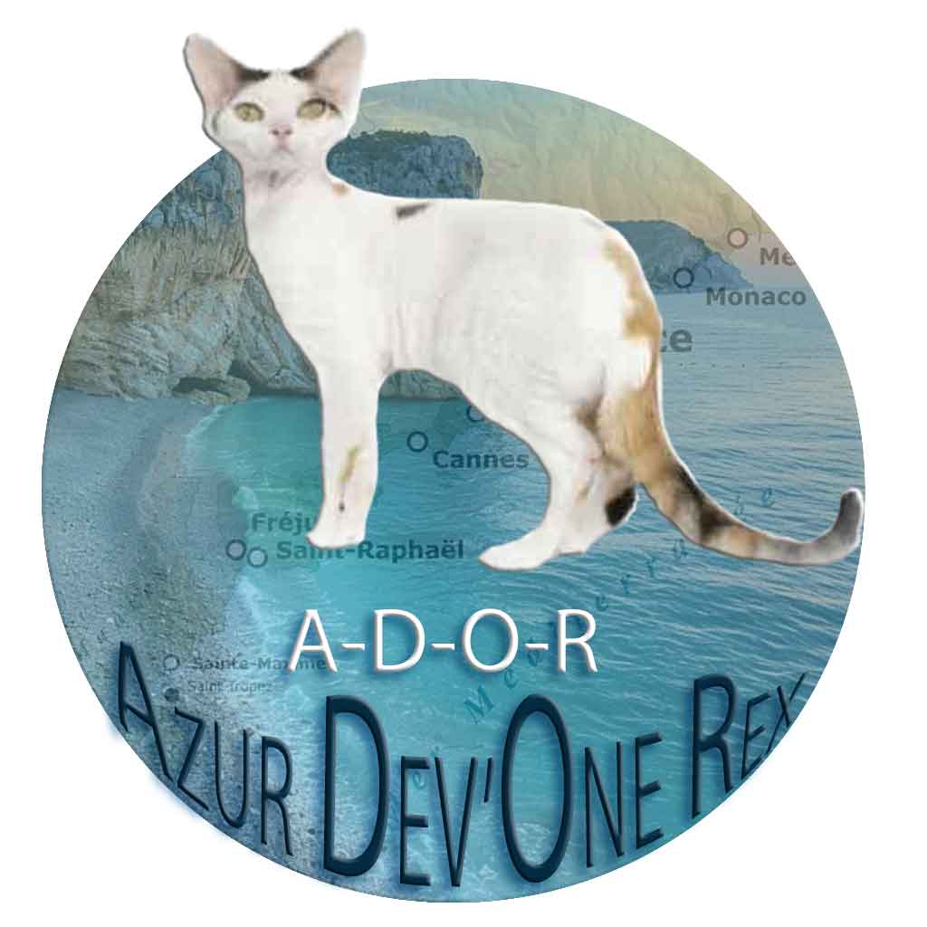 Logo Azur Devon Rex
