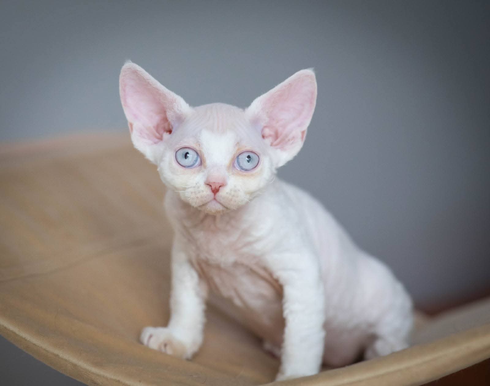 devon rex