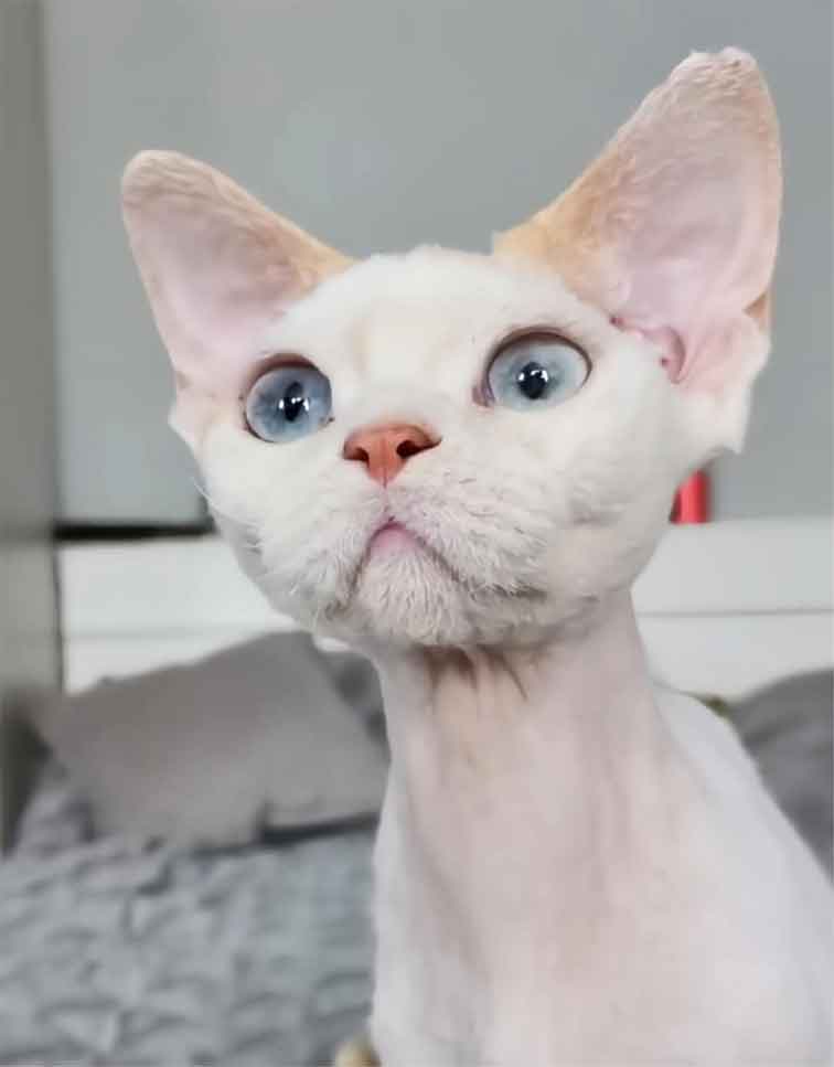 Devon rex