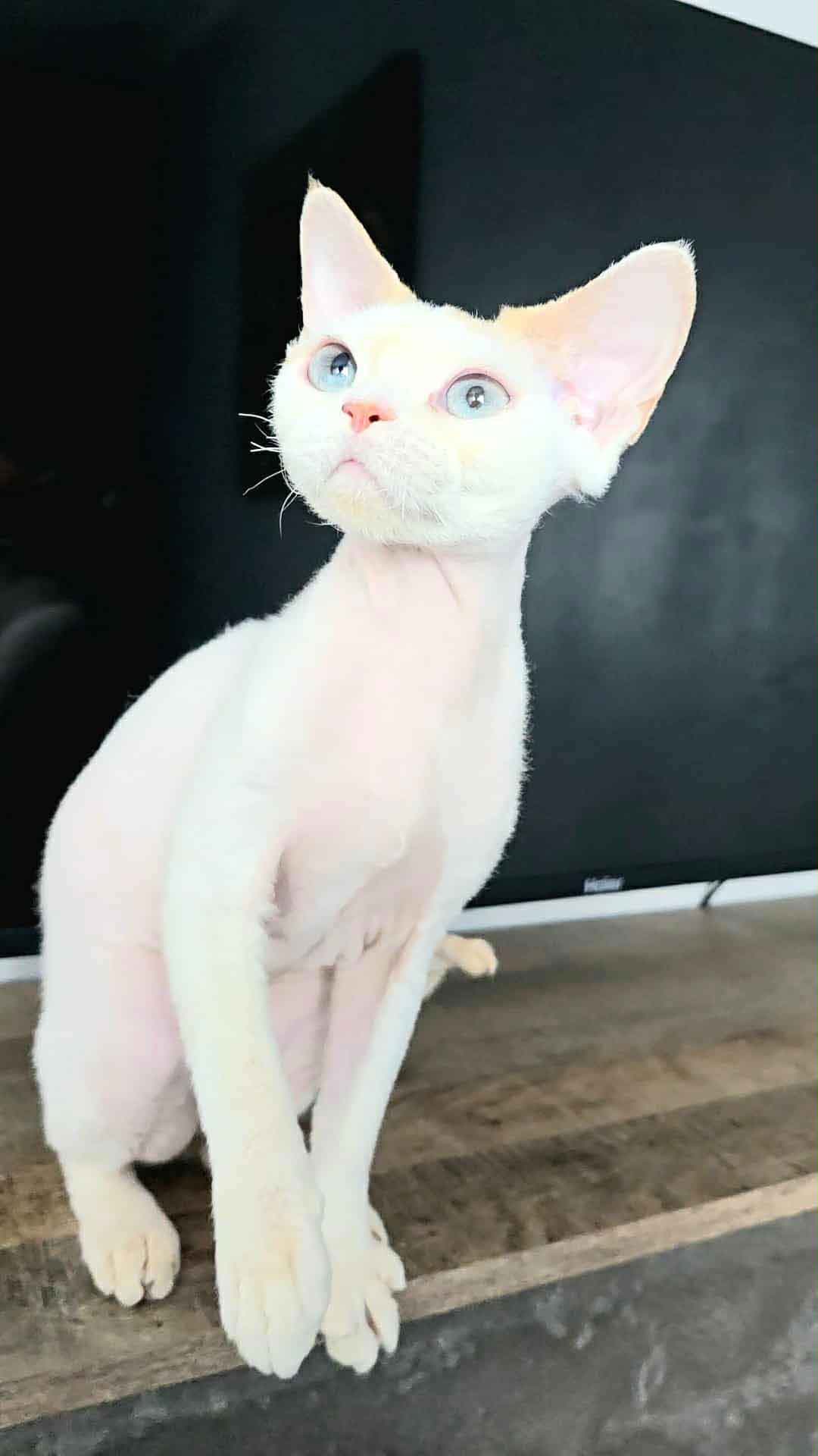 Devon rex