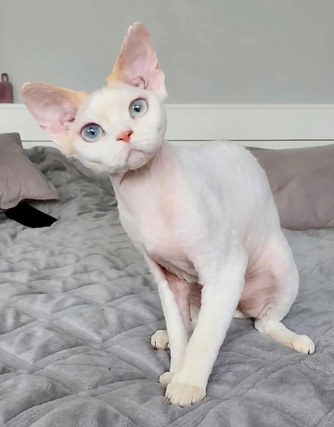devon rex