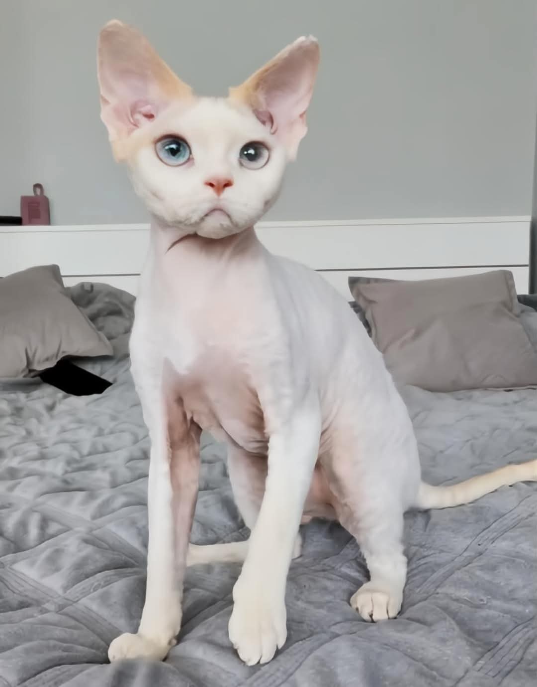 Devon rex