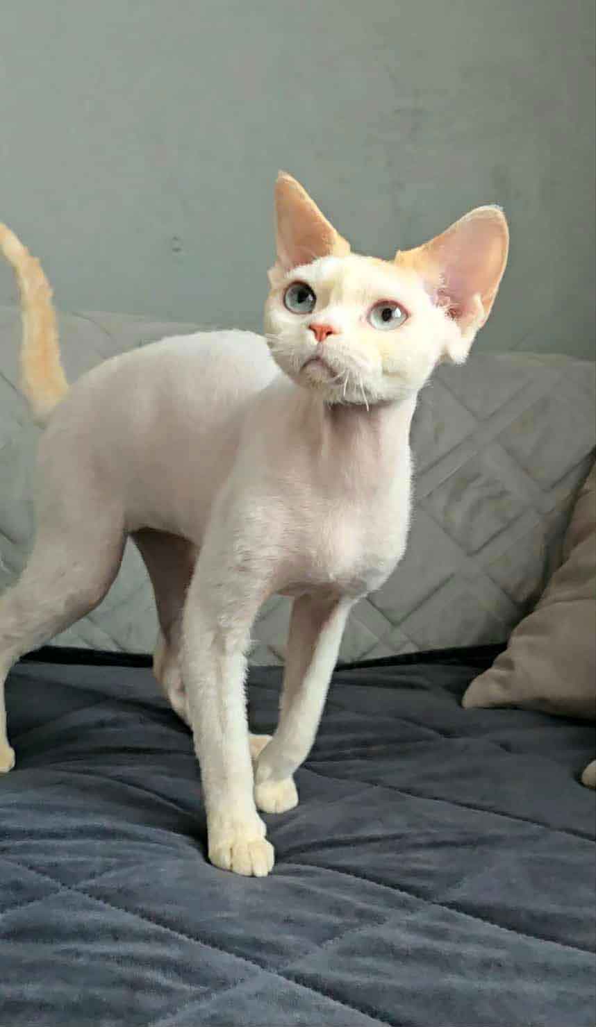 Devon rex